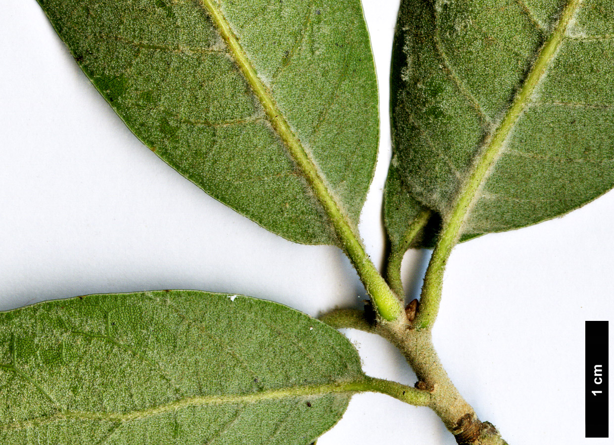 High resolution image: Family: Fagaceae - Genus: Quercus - Taxon: 'Piers Trehane' (Q.emoryi × Q.hypoleucoides)